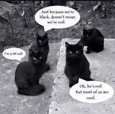 goth cats.jpg