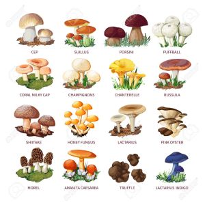 mushrooms
