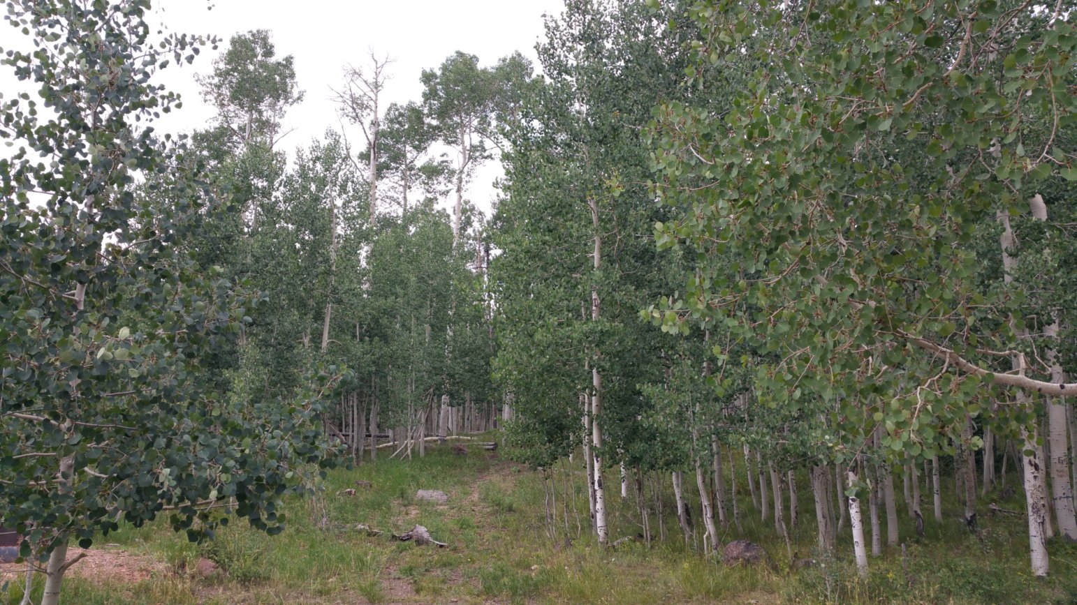 aspens again.jpg